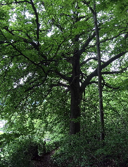 Weg von der Burgstrae hoch auf die Lwenburg