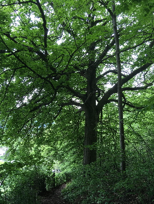 Buchen