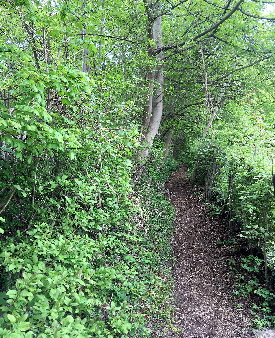 Weg von der Burgstrae hoch auf die Lwenburg